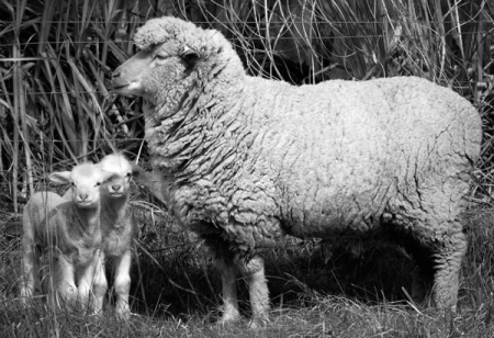 Merino Wool Sheep and babies